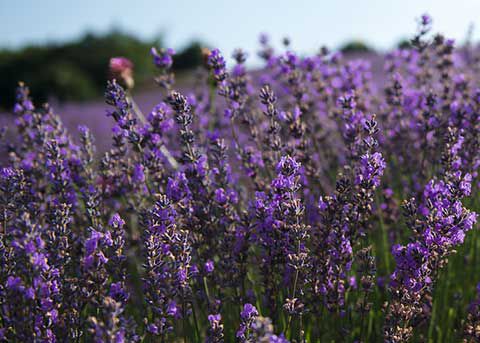 ALL ABOUT LAVENDER